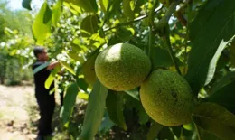 秋天才有的鮮美果子，沒吃過可太太太遺憾了