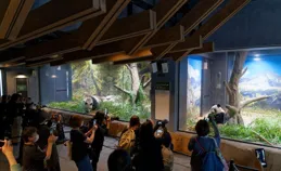 日本民眾惜別大熊貓「比力」「仙女」