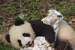 熊貓寶寶的肚臍也需要特別的關愛：秋天裏的溫馨一瞥