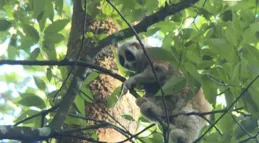國家一級保護動物倭蜂猴「迷路」！廣西百色巡邏民警成功救助