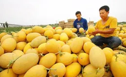 新疆吐魯番秋季晚熟哈密瓜進入采摘季 全國各地客商紛至沓來