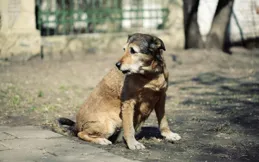 流浪的溫暖：探索不同犬種背後的溫情故事，共築愛的港灣