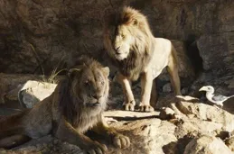 獅子若不是群居生活而是獨自生存，能否在實力上碾壓老虎？