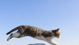 貓咪非凡的「感知」能力，稱得上動物界的優等生！