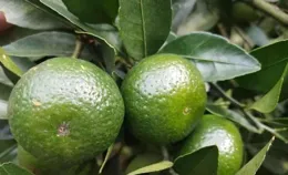 農業界的魔法：胺鮮酯與蕓苔素，讓每一顆果實都成為藝術品！