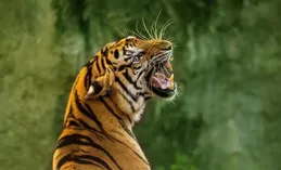 貓科動物中最強的不是東北虎？網友評出其實力在東北虎之上