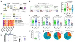 Cell Stem Cell丨陳水冰/普都柳等構建人多能幹細胞來源的血管化的巨噬細胞-胰島類器官揭示胰島β細胞焦亡的機制