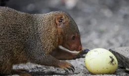 全球首例：日本宣布「根除」入侵物種小貓鼬