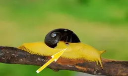 吃鼻涕蟲癱瘓八年？讓我看看誰連這玩意兒都吃