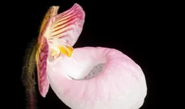 每日植物∣硬葉兜蘭——具有很高觀賞價值的國家二級保護野生植物