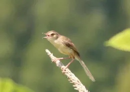 湖北孝南：獨戀愛巢家味濃——純色山鷦鶯