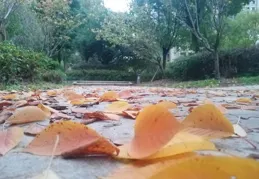 落葉知秋天已涼