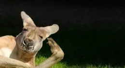 12個搞笑段子：這神轉折笑死人了哈哈哈哈