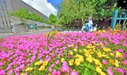 暫別夏日太陽花