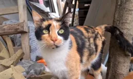 為什麽農村裏大娘，老漢養的土貓都讓親、讓摟的，而在城中養貓的年輕人手中卻「賤」貓頻出？