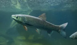 草魚應該釣浮還是釣底？草魚釣浮釣底的口訣