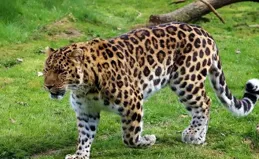 野生金錢豹在四川縣城漫步，這份獨有的松弛感說明了什麽？