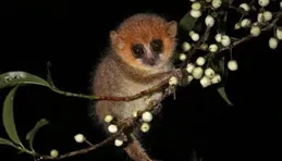 鼠狐猴的休眠能力