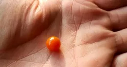 走大運！安徽女子清理河蚌，發現一枚黃珠子，有人願意百萬收購