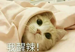 搞笑動圖，快樂每一天：最可愛的四驅動