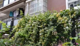 5種「爬藤花」，花大張揚，愛花人的夢想，就是缺一個小院子