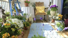 我家陽台沒花可曬，13年了我一個盆景也沒買過，不過看我種了啥？