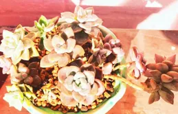 我的多肉，冬天的一抹陽光