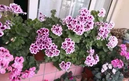 花卉市場這些花，再便宜也不能買，千萬要避坑。