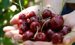 車厘子大降價！哪種最好吃？4招快速挑選