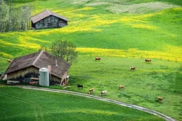 2025年全國名校模考作文（741）家園