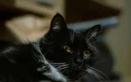 貓咪自己過夜會孤獨嗎？揭秘喵星人的獨處秘密！