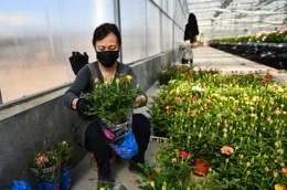 上海冬日花卉施肥雷區指南：守護美麗，遠離枯萎