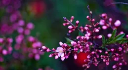 桌布 | 希望大家紫氣東來