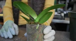 蝴蝶蘭從購買的時候就要多註意，花期別換盆，容易爛根