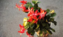 養好蟹爪蘭，註意「2點」，葉片厚實翠綠，開花呼呼爆盆！