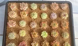 養多肉容易上癮，也容易吃虧，不會養，買一批，養死一批！