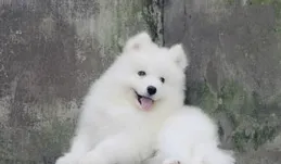 薩摩耶犬：顏值爆表的「微笑天使」，你真的了解嗎？