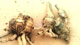 經濟有效的養蘭方式：不脫盆分株，保留老假鱗莖，促使萌發新芽