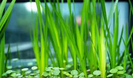 知乎者也｜葉允仁：百草之先話菖蒲