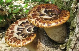 吃完毒蘑菇,哪一刻你知道自己壞菜了?網友:家裏的狗開口說話了！