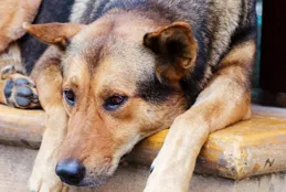 幼犬晚上一直叫，到底該不該管？深度解析與解決方案！