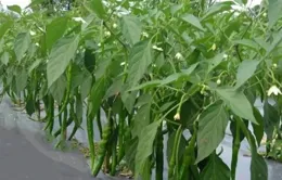 尿素三大奇效配方和使用三禁忌，不懂就別亂用，掌握了不吃虧