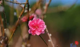 圖集｜荔灣東石桃花準備上市，花農忙前忙後精心呵護