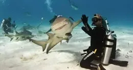 【潛水員戴夫】移動端即將推出，萌新需要知道的事情有哪些？