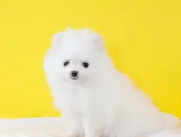 小型犬類品種大全