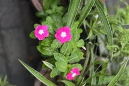 古人那些描寫花的絕美詩詞