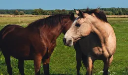 草食動物也能消化動物蛋白質和脂肪，有什麽科學依據嗎