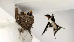 你們是我帶過最差的一屆燕子。小燕子不會搭窩，爸媽邊罵邊幫忙搭