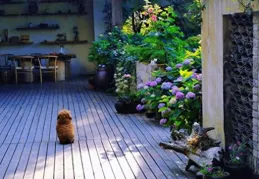 別讓你的院子閑置，再小也能打造成花園。