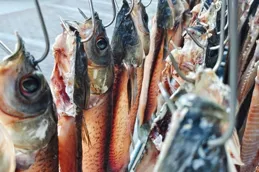 吉祥中國年｜新年曬魚幹，味道鮮美年味濃